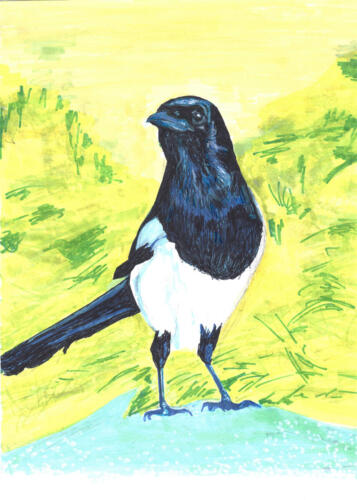 Magpie